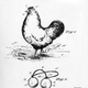 Illustration for article titled Move over, Warby Parker, somebody made glasses for chickens